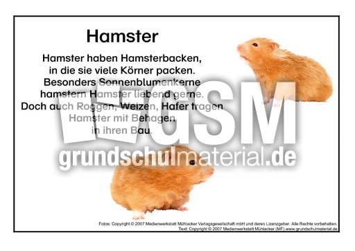 Hamster.pdf